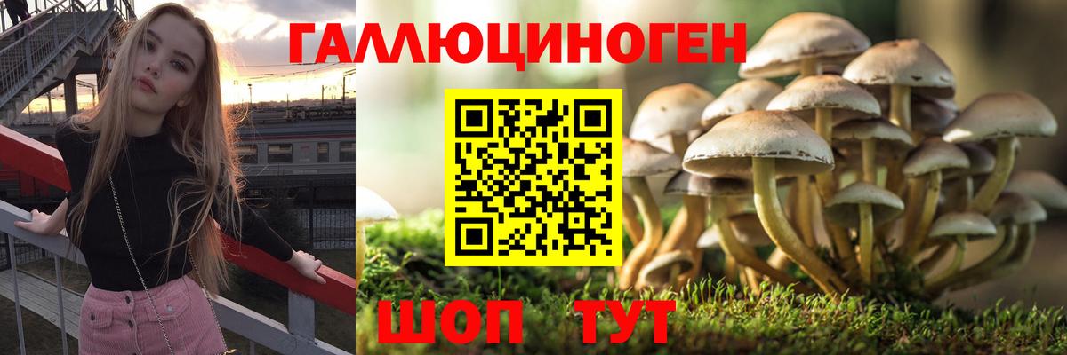 Галлюциногенные грибы Psilocybine cubensis Тольятти